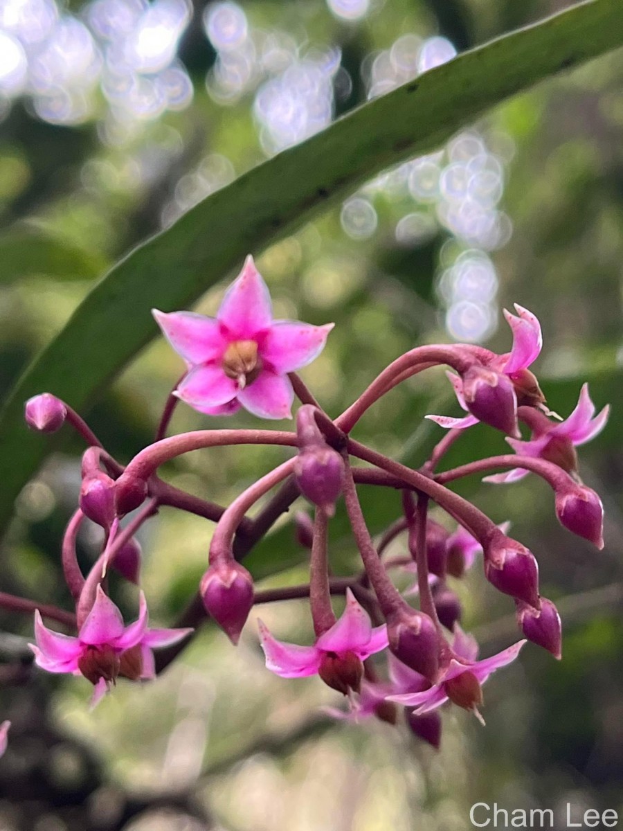 Ardisia gardneri C.B.Clarke